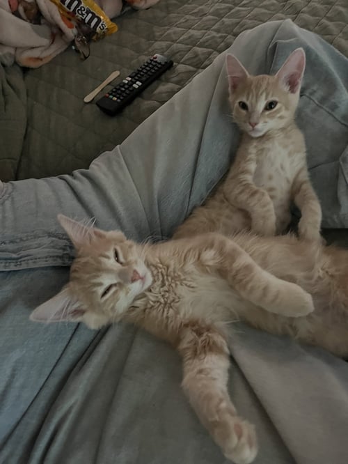 JON & BETA - BONDED BROTHER KITTENS - Domestic Short Hair available for adoption