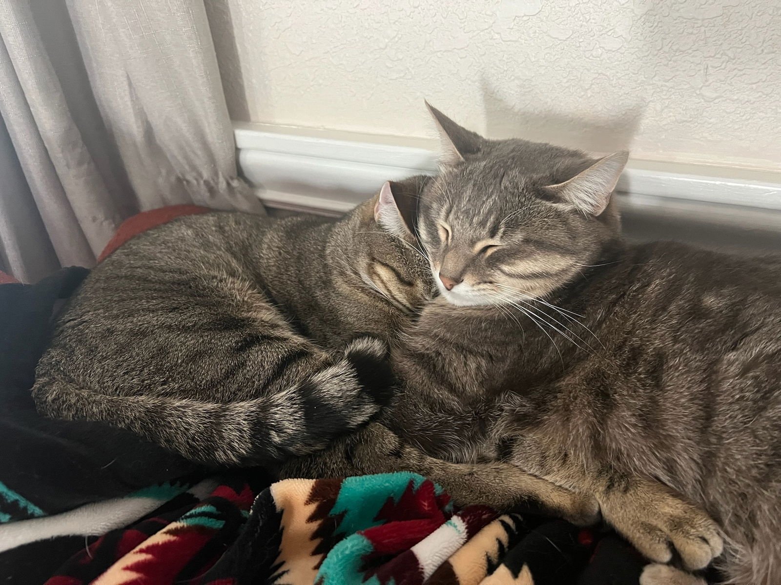 Nismo & Chai - Photo 2