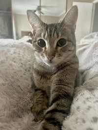 Nismo & Chai - Photo 4