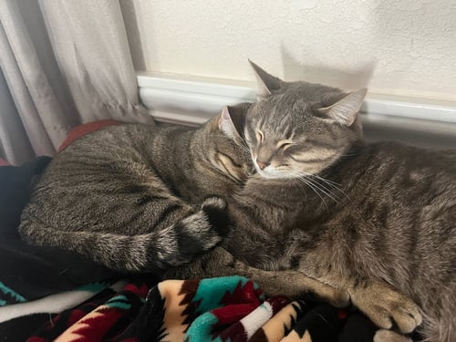 NISMO & CHAI - Tabby available for adoption