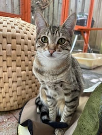Nismo & Chai - Photo 3