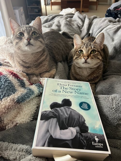 NISMO & CHAI - Tabby available for adoption