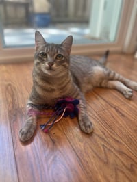Nismo & Chai - Photo 5