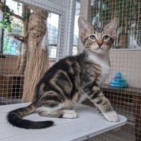 Rootbeer -male kitten - Photo 1