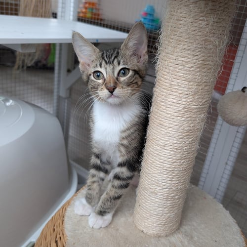 ROOTBEER -MALE KITTEN - Tabby available for adoption