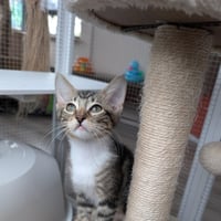 Rootbeer -male kitten - Photo 3