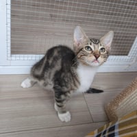 Rootbeer -male kitten - Photo 4