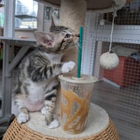 Rootbeer -male kitten - Photo 5