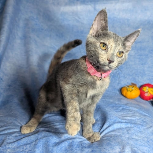 VALENCIA - FEMALE KITTEN - Domestic Short Hair available for adoption