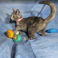 Valencia - female kitten - Photo 5