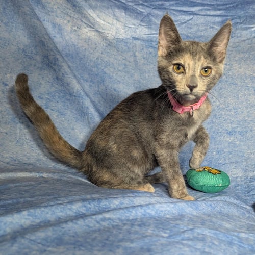 VALENCIA - FEMALE KITTEN - Domestic Short Hair available for adoption