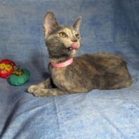 Valencia - female kitten - Photo 4