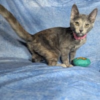 Valencia - female kitten - Photo 3