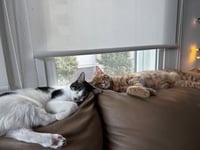 Otis & Tuff, bonded male siblings - Photo 8