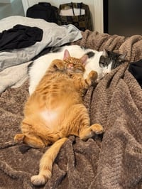 Otis & Tuff, bonded male siblings - Photo 7