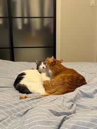 Otis & Tuff, bonded male siblings - Photo 5