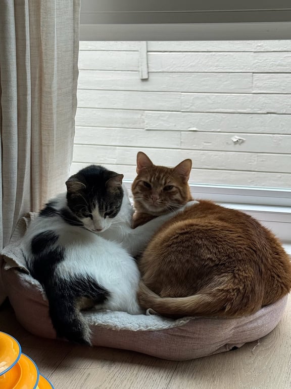 Otis & Tuff, bonded male siblings Image
