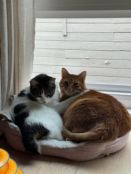 OTIS & TUFF, BONDED MALE SIBLINGS - Tabby available for adoption