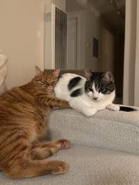 Otis & Tuff, bonded male siblings - Photo 3