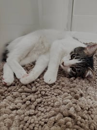 Otis & Tuff, bonded male siblings - Photo 4