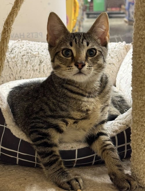JULIUS - MALE KITTEN