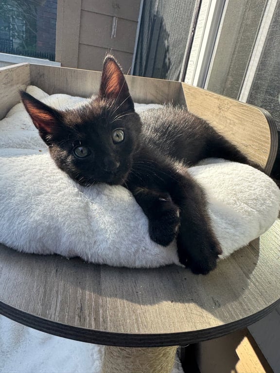 Tegi & Felix - bonded male kittens Image