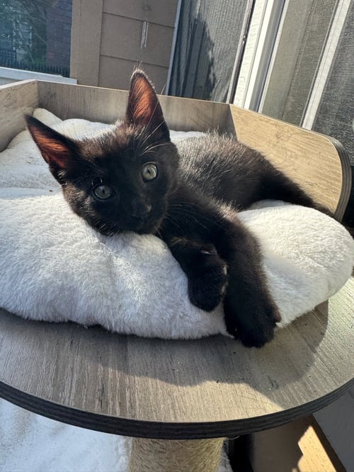 TEGI & FELIX - BONDED MALE KITTENS - Domestic Short Hair available for adoption