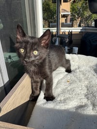 Tegi & Felix - bonded male kittens - Photo 3