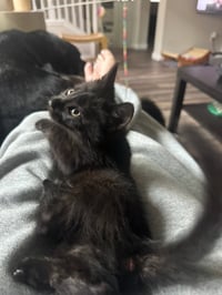 Tegi & Felix - bonded male kittens - Photo 5