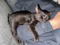 Tegi & Felix - bonded male kittens - Photo 6