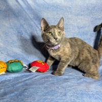 Marbella - female kitten - Photo 4