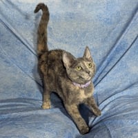 Marbella - female kitten - Photo 3