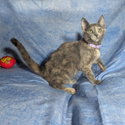 MARBELLA - FEMALE KITTEN - Dilute Tortoiseshell available for adoption