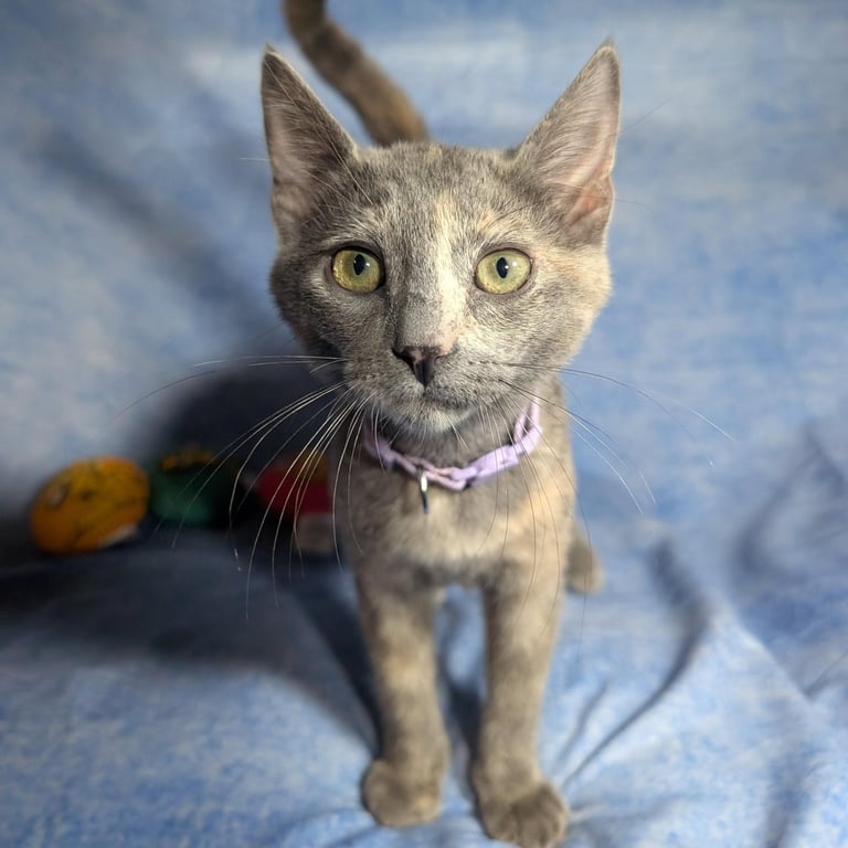 Marbella - female kitten Image
