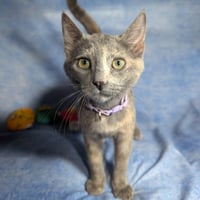 Marbella - female kitten - Photo 1