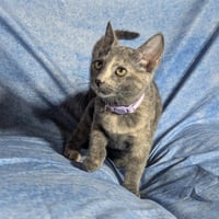 Marbella - female kitten - Photo 5