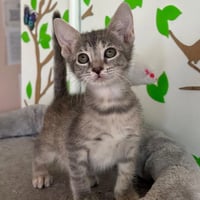 Daisy & Marigold -bonded kitten sisters - Photo 3
