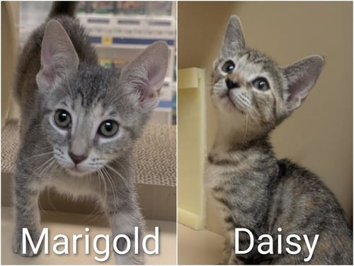 DAISY & MARIGOLD -BONDED KITTEN SISTERS - Tabby available for adoption