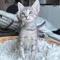 Daisy & Marigold -bonded kitten sisters - Photo 5