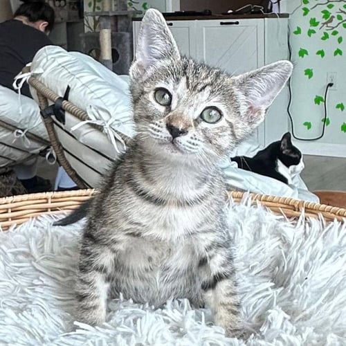 DAISY & MARIGOLD -BONDED KITTEN SISTERS - Tabby available for adoption
