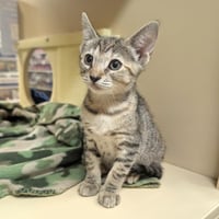 Daisy & Marigold -bonded kitten sisters - Photo 4