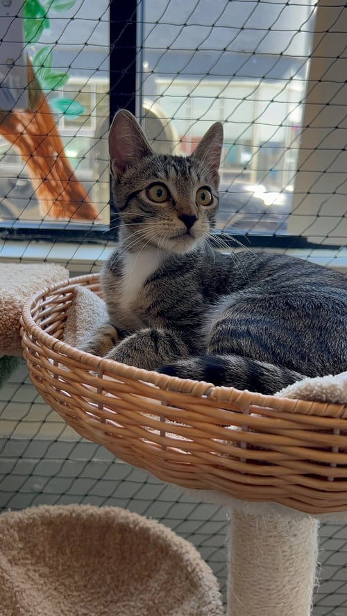 CAMILLA - TEEN FEMALE KITTEN - Tabby available for adoption
