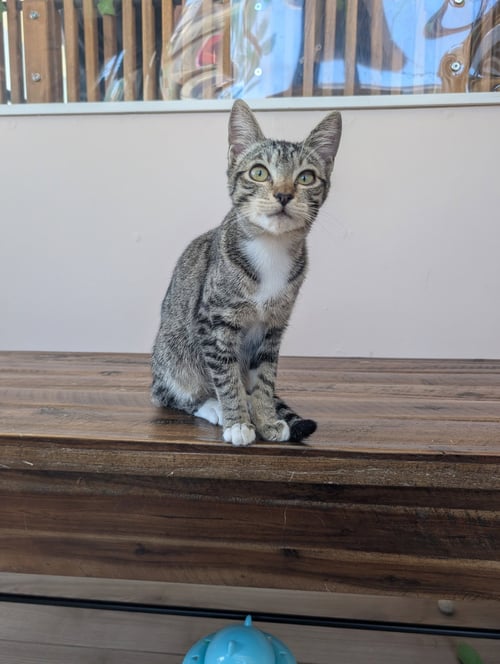 CAMILLA - TEEN FEMALE KITTEN - Tabby available for adoption