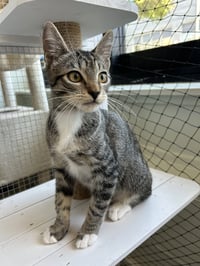 Camilla - teen female kitten - Photo 1