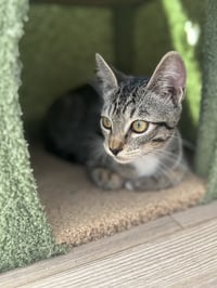 Camilla - teen female kitten - Photo 4