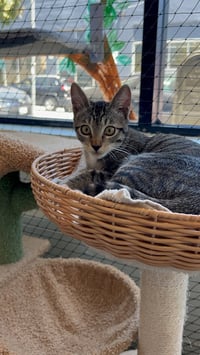 Camilla - teen female kitten - Photo 3