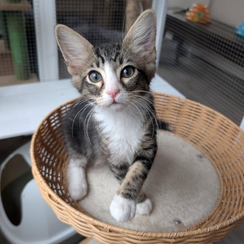 DR PEPPER - MALE KITTEN - Tabby available for adoption