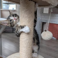 Dr Pepper - male kitten - Photo 2