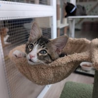 Dr Pepper - male kitten - Photo 3