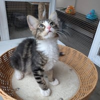 Dr Pepper - male kitten - Photo 4